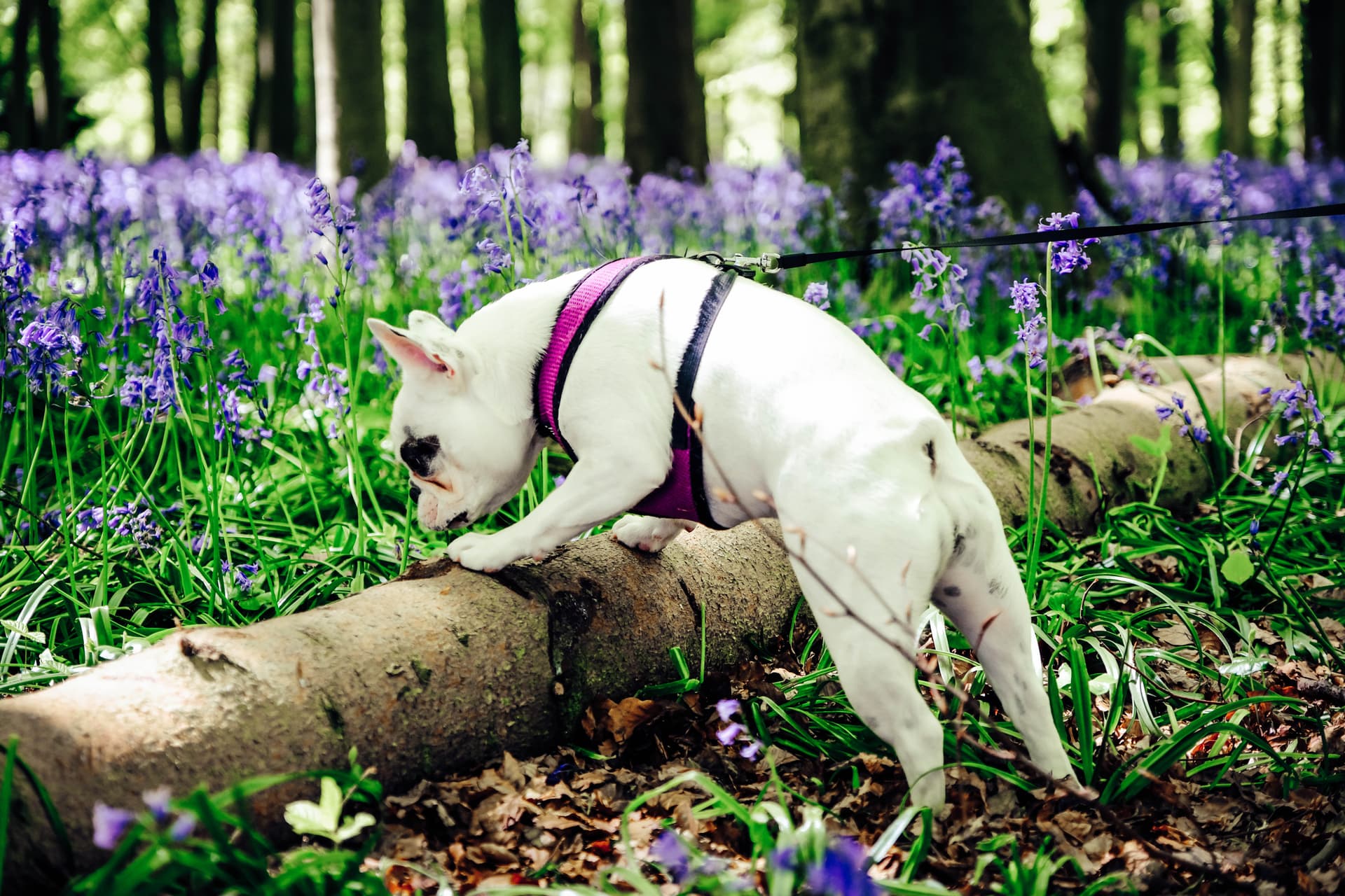 Dog engaged in sensory enrichment during a walk through Chevy Chase neighborhoods
