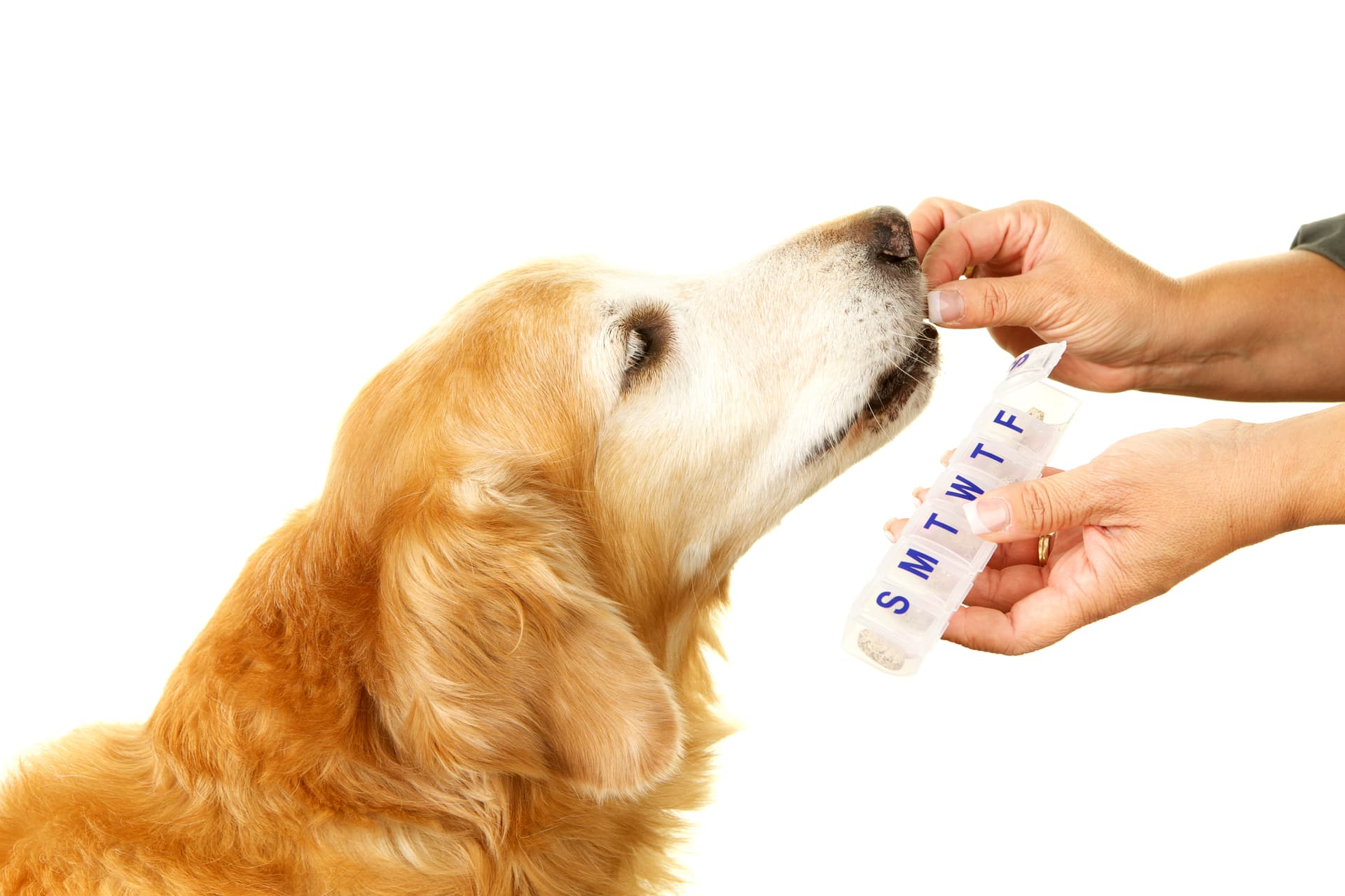Dog walker providing medication administration during a visit in Chevy Chase