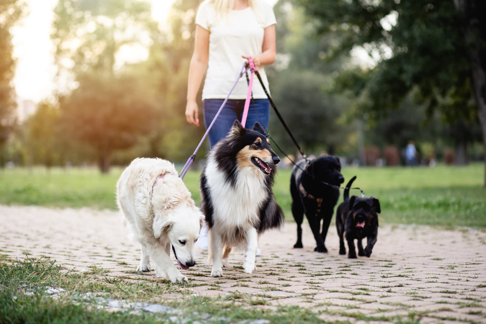 Dog walker and leashed dog on a park trail near Chevy Chase Maryland