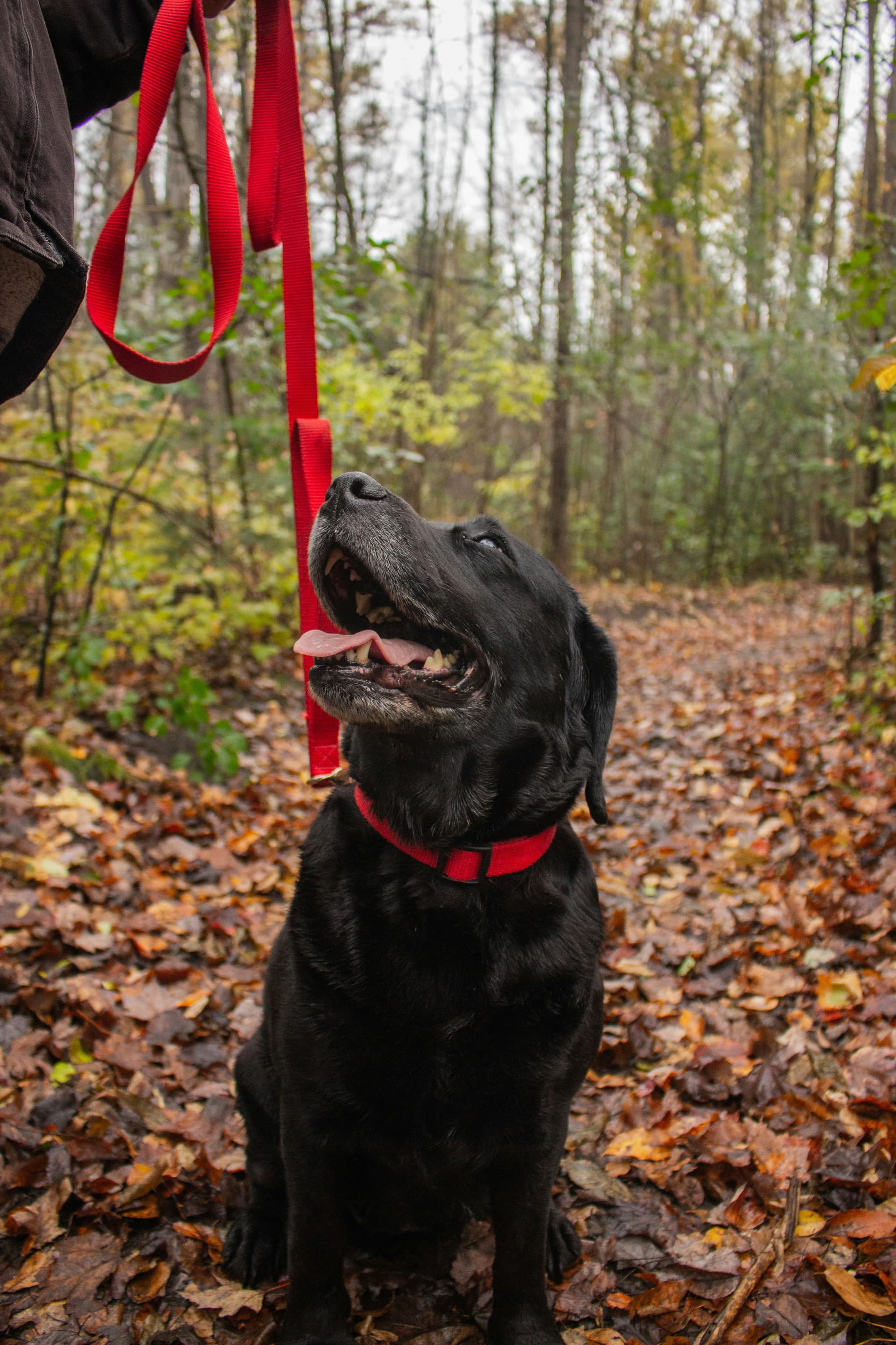 Dog walker and Labrador on a shaded trail near Chevy Chase MD