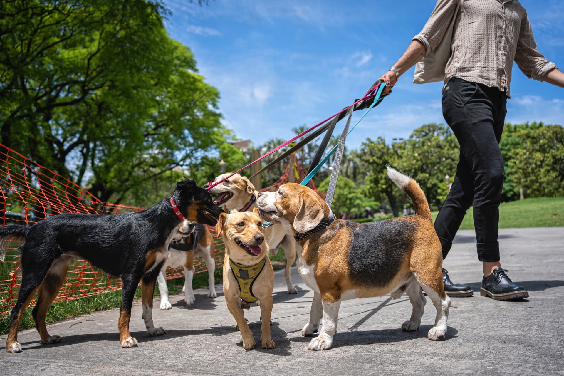 Professional dog walking service in action on a Chevy Chase MD residential street